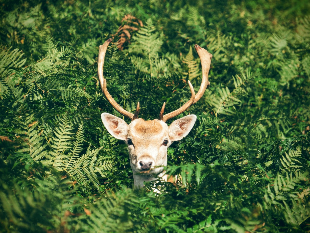 A picture containing tree, outdoor, mammal, deer

Description automatically generated
