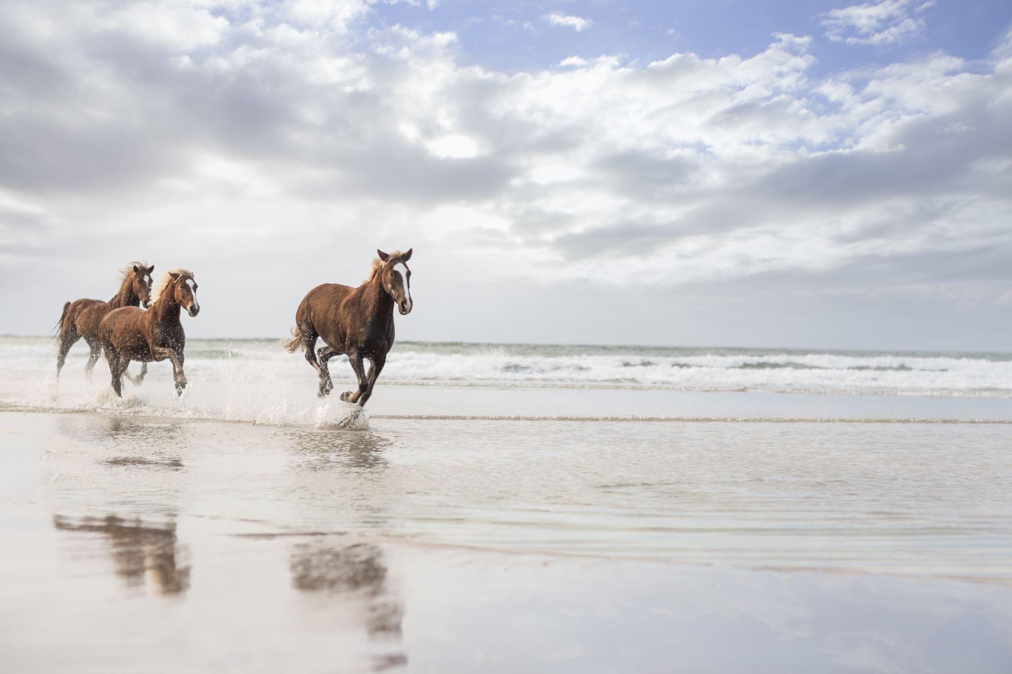 Brown horses running on a beach